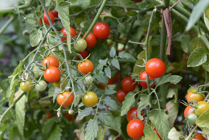 super sweet 100 cherry tomatoes 