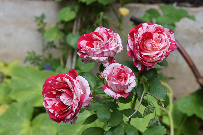 Scentimental rose in bloom, Epsom Salt for plants