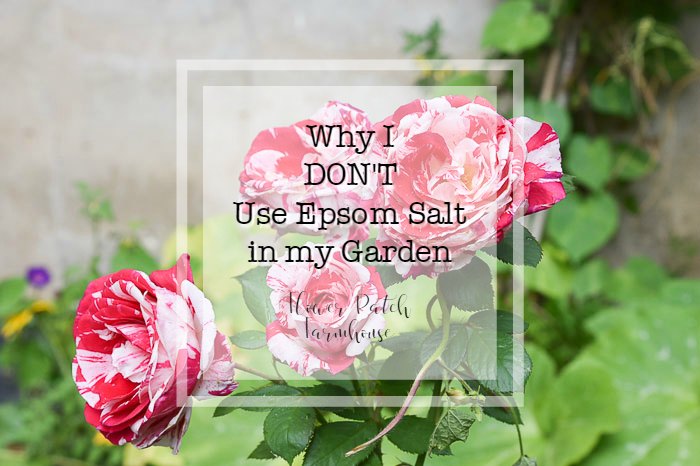 red and white roses with text overlay, why I don't use Epsom salt in my Garden, Flower Patch Farmhouse