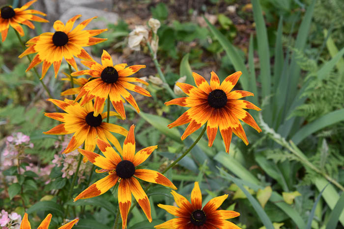 Bright multi colored rudbeckia