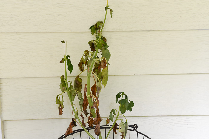 Dying plant, Epsom salt for plants, why not 