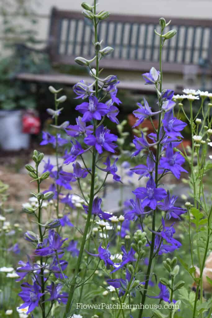 Larkspur in the garden, Sow your seeds in Fall