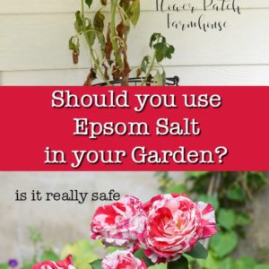 dying plant and Scentimental roses with text overlay. should you use epsom salt in your garden? is it really safe, flower patch farmhouse