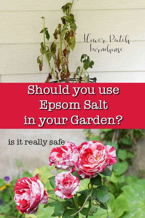 dying plant and Scentimental roses with text overlay. should you use epsom salt in your garden? is it really safe, flower patch farmhouse