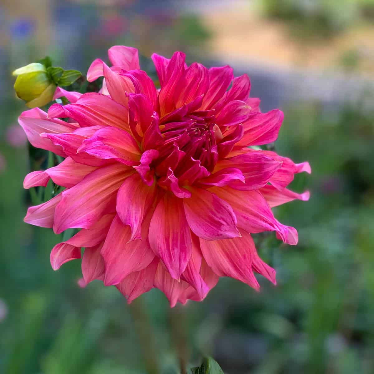 Simple Way to Dig up Dahlias for Winter Storage