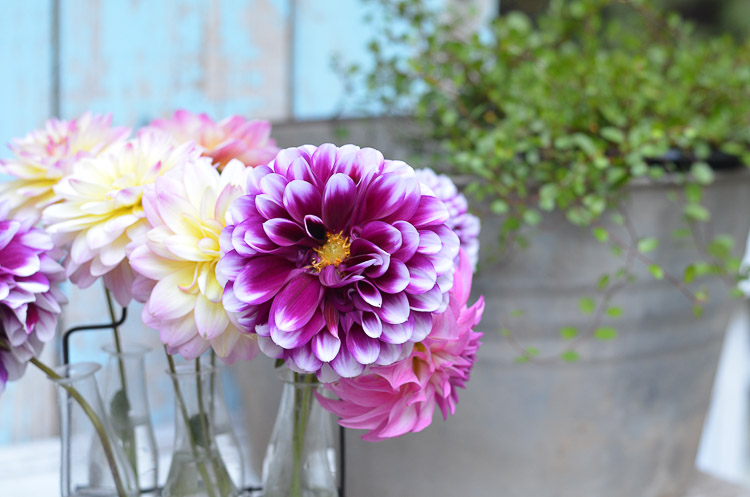 dahlia bouquet and galvanized bucket with wire vine