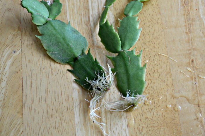 Christmas cactus rooted cuttings, how to propagate christmas cactus cuttings