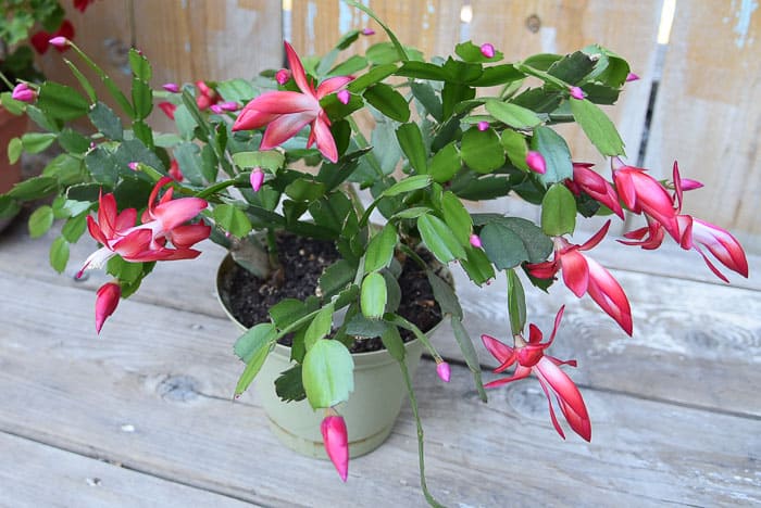 Red christmas cactus, Thanksgiving cactus, How to Propagate Christmas Cactus (including Thanksgiving) from cuttings.  Rooting cuttings is super fast and easy with Schlumbergera. in bloom