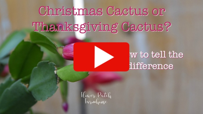 thanksgiving cactus flower with text overlay, Thanksgiving cactus or Christmas Cactus, who to tell the difference, play video arrow