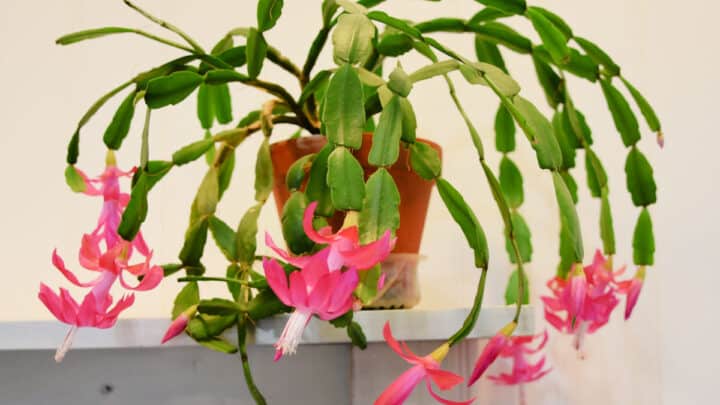 Easily Root Christmas Cactus Cuttings! - Flower Patch Farmhouse