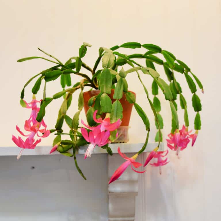 Christmas cactus in bloom on shelf