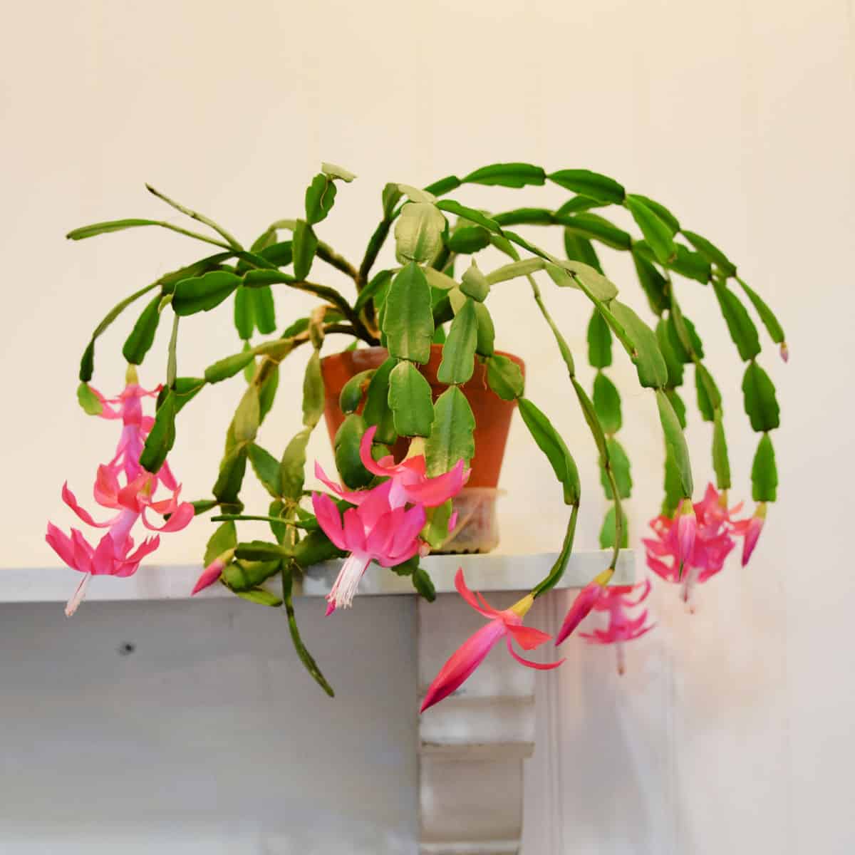 Christmas Cactus Propagation faster and easier!