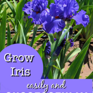 blue iris flower with text overlay, Grow Iris easily and Successfully, Flower Patch Farmhouse