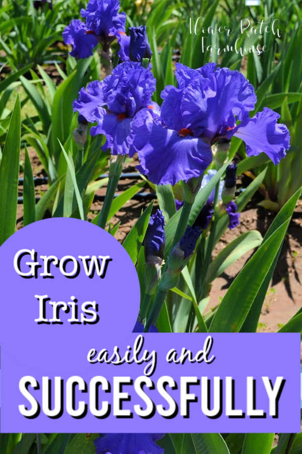 blue iris flower with text overlay, Grow Iris easily and Successfully, Flower Patch Farmhouse