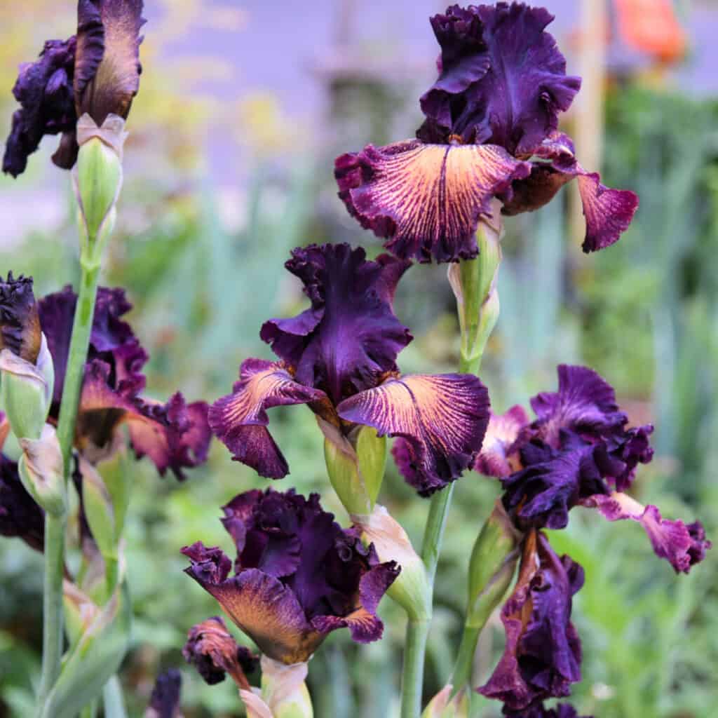 purple iris, how to plant iris, flower patch farmhouse