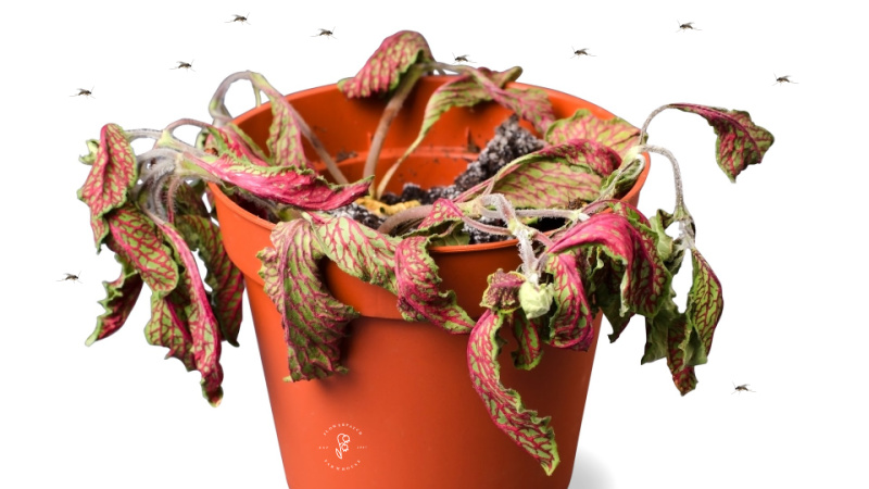 fungus gnats flying around a dead plant