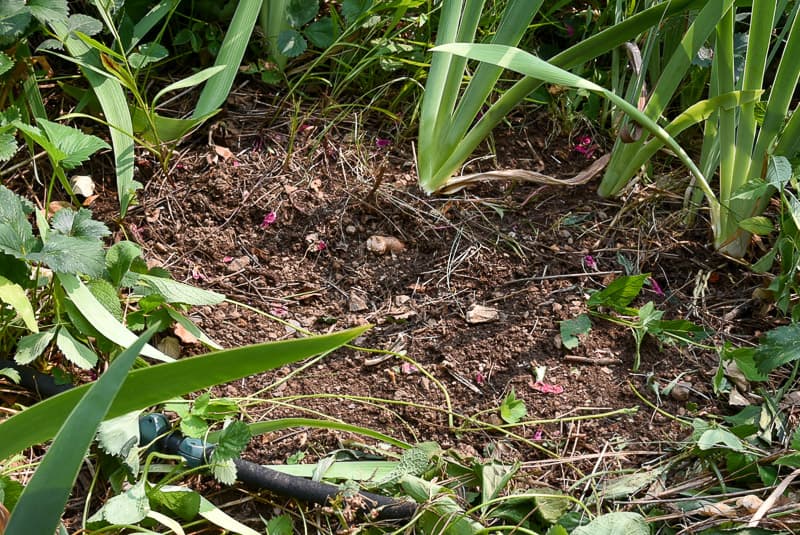 dirt prepared for planting Iris rhizomes