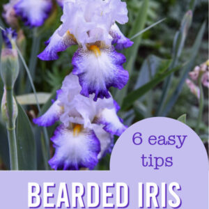 White and blue iris with text overlay, 6 easy tips Bearded iris planting guide
