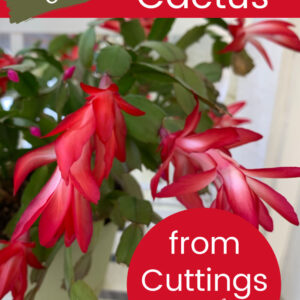 holiday cactus with text overlay, start your own holiday cactus from cuttings, easy and fun, flower patch farmhouse dot com