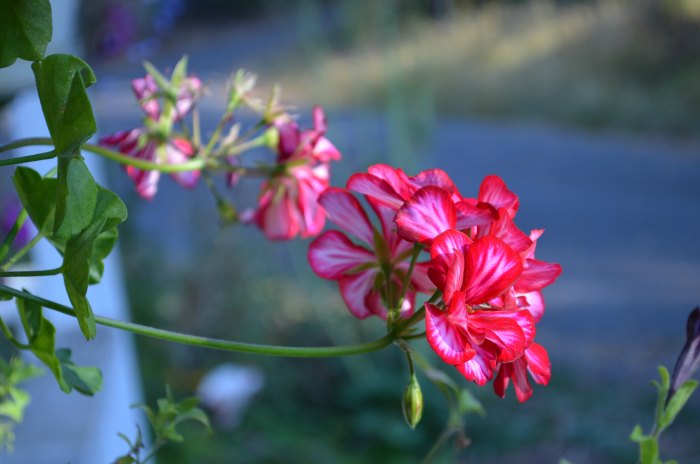 how to overwinter geraniums, ivy geranium 