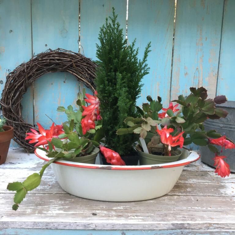 red holiday cactus in white enamelware tub with red trim with a green small cypress, dried wreath in background