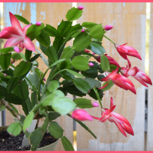 Schlumbergera truncata with text overlay, Christmas Cactus or Thanksgiving, does it matter?