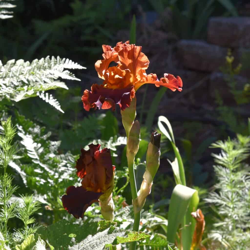 Bearded Iris in rusty red and orange colors