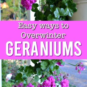 ivy geranium with text overlay, easy ways to overwinter geraniums