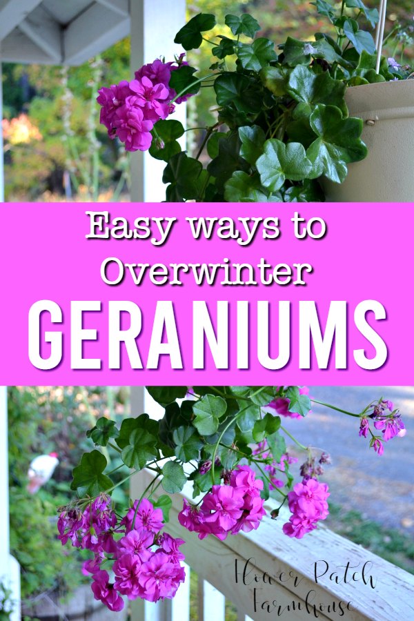 ivy geranium with text overlay, easy ways to overwinter geraniums