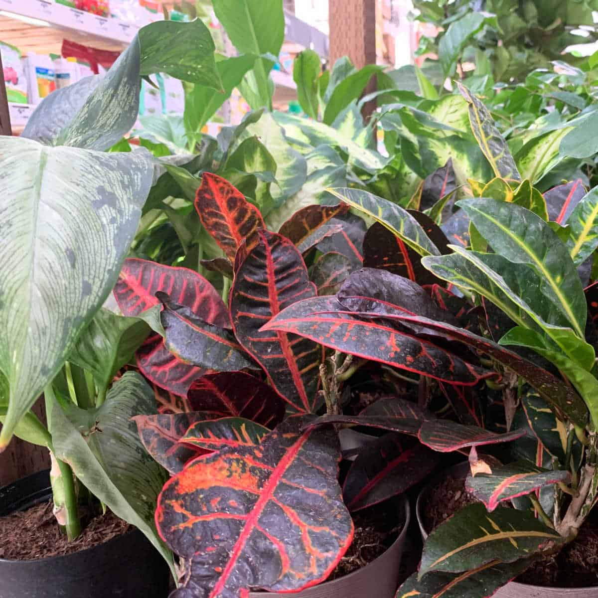 houseplants, get rid of fungus gnats