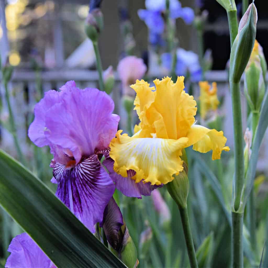 Yellow and Purple Iris in garden, flower Patch farmhouse