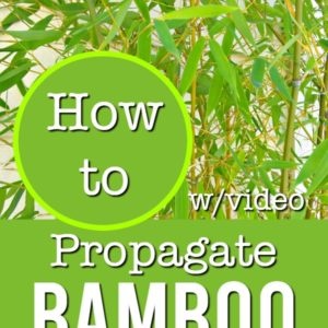 bamboo with text overlay, how to propagate bamboo with video, flower patch farmhouse