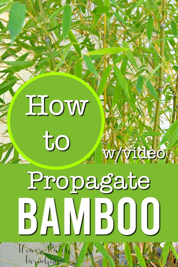 bamboo with text overlay, how to propagate bamboo with video, flower patch farmhouse