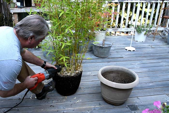 using a sawzall to divide bamboo plant