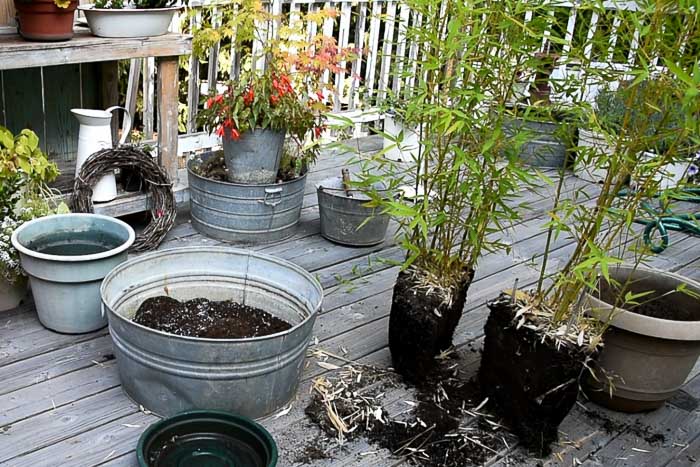 divided bamboo plant and new soil