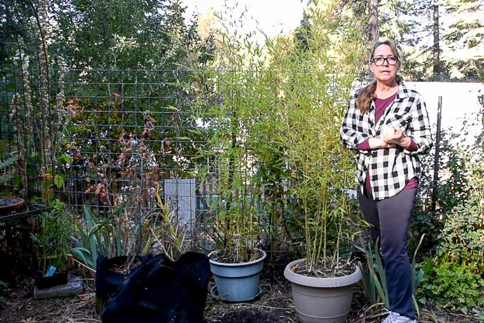 bamboo plants in Secret Garden