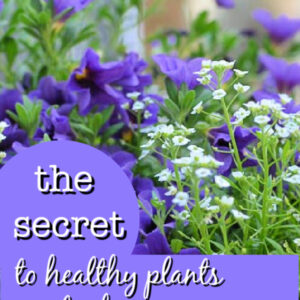 grape punch calibrachoa and alyssum with text overlay, the secret to healthy plants and a lush garden, flower patch farmhouse