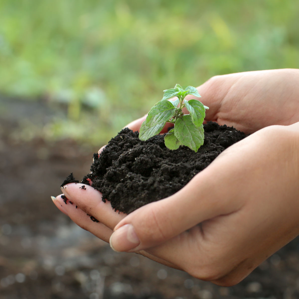 easily Make Compost for a Beautiful Garden