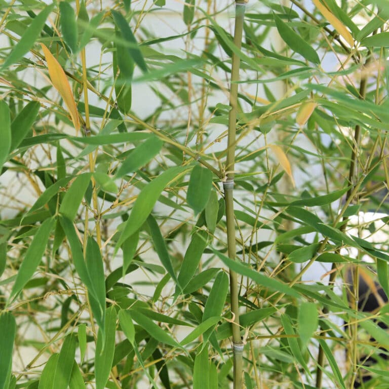close up of bamboo that has been divided