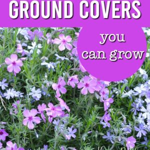 easy ground cover plants you can grow, flower patch farmhouse