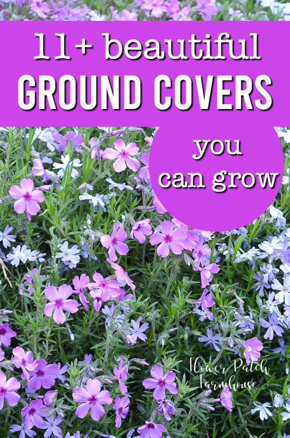 easy ground cover plants you can grow, flower patch farmhouse