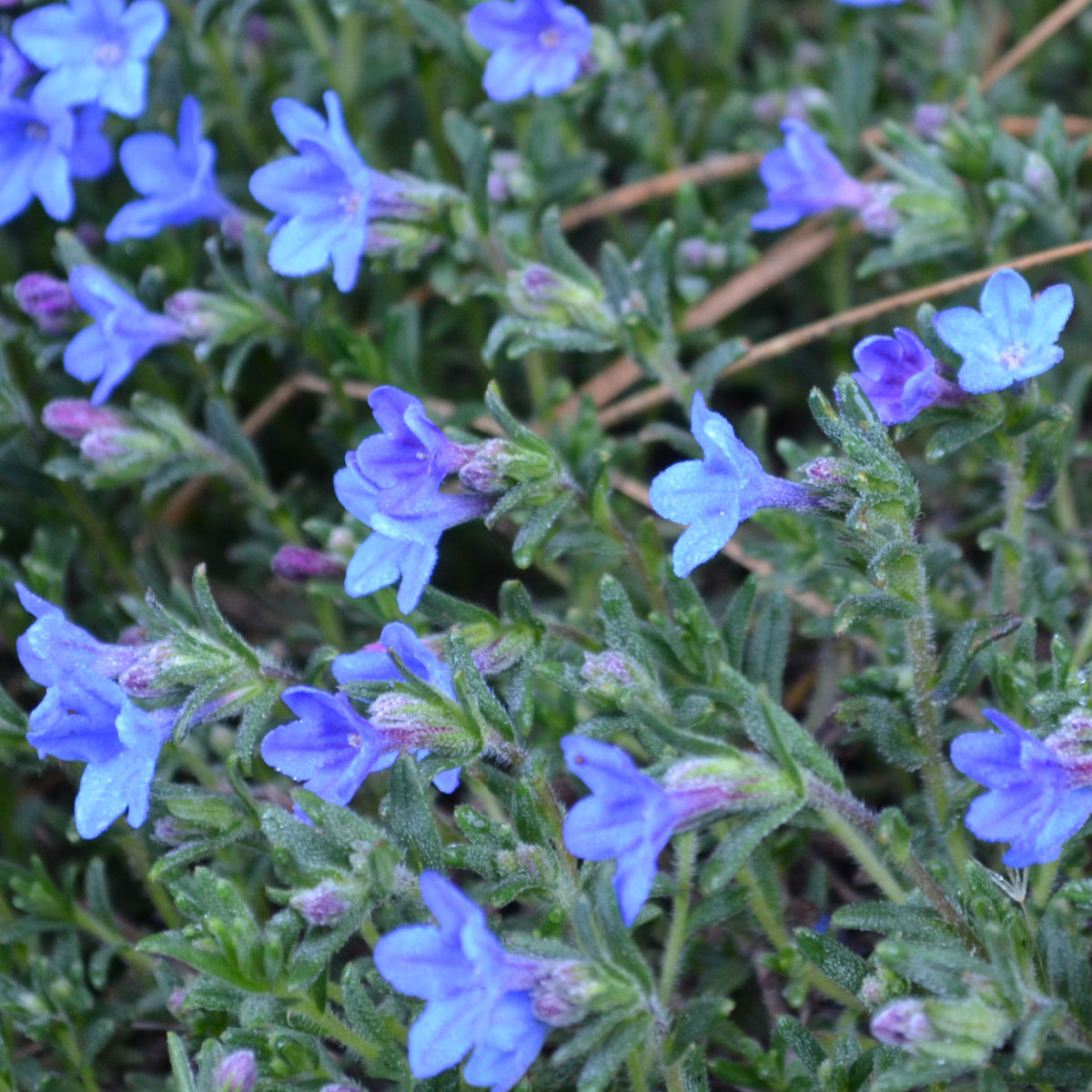 close up of lithodora ground cover growing in the garden