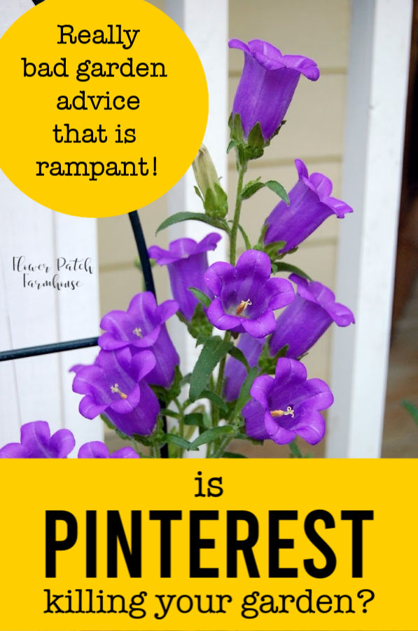 canterbury bells with text overlay, Is Pinterest killing your garden, flower patch farmhouse