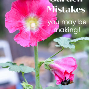 bright pink hollyhocks with text overlay, 5 common gardening mistakes you may be making! Flower Patch Farmhouse