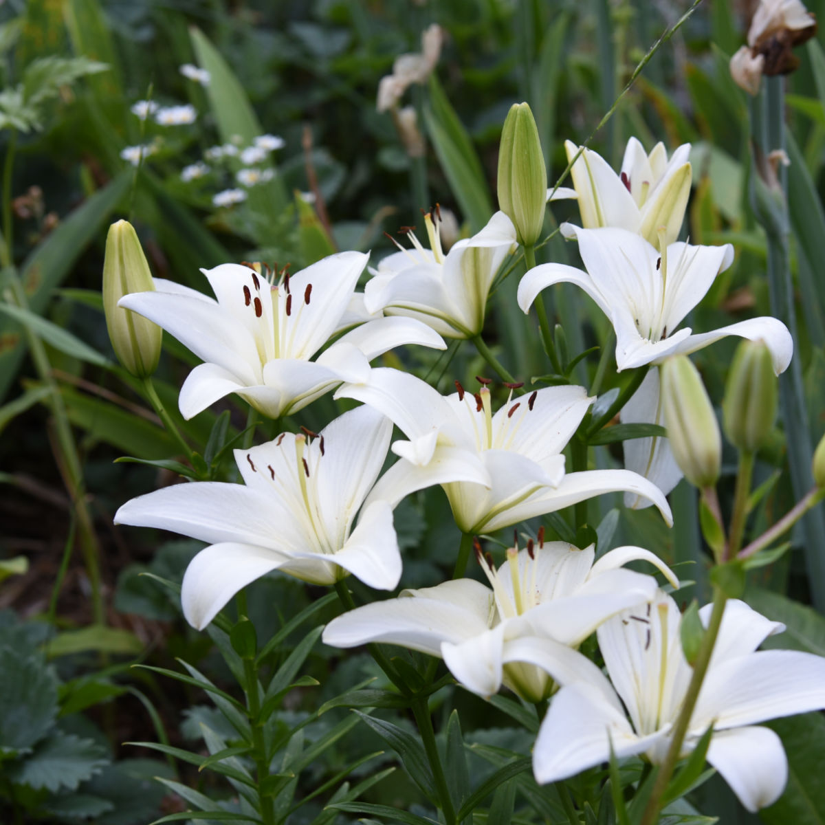 How to Divide Iris in Spring - Flower Patch Farmhouse