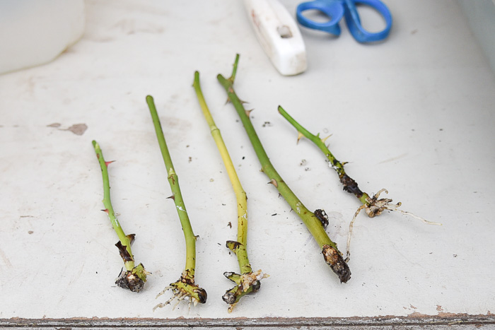 Rooted rose cuttings ready to be potted on