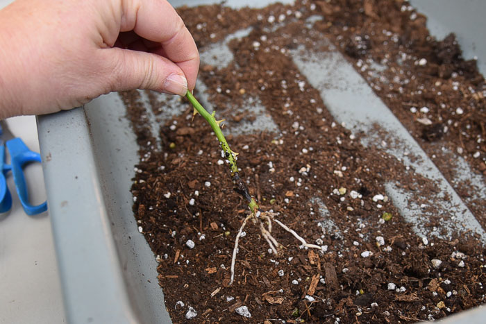 Rooted rose cuttings ready to be potted on