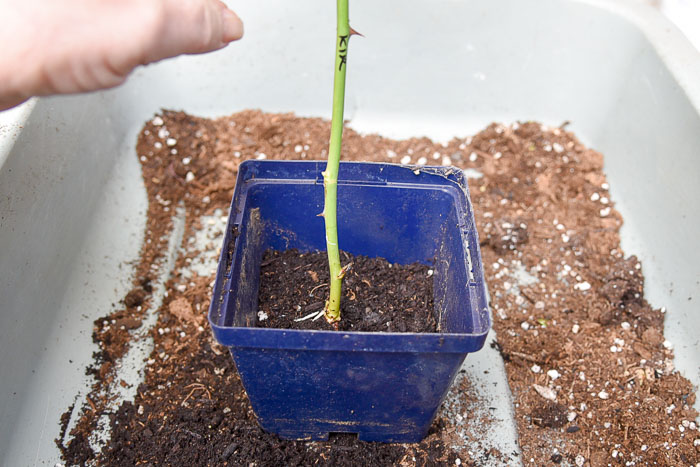 Rooted rose cutting set into potting soil