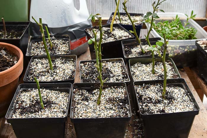 rooted rose cuttings on greenhouse shelf, flower patch farmhouse