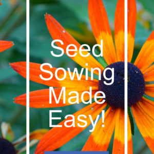 Black eyed susan with text overlay, Seed Sowing Made Easy, find out how